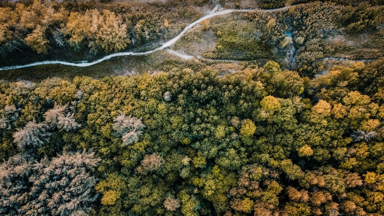 Vebinaras: Miškų naikinimo reglamento tema – kaip verslui pasiruošti?